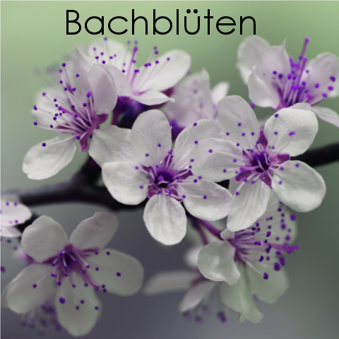 Bachblüten